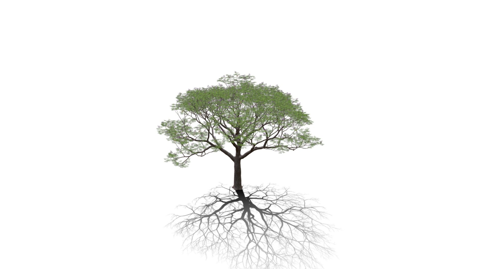 Realistic HD Chinaberry tree (5/30) - Buy Royalty Free 3D model by ...