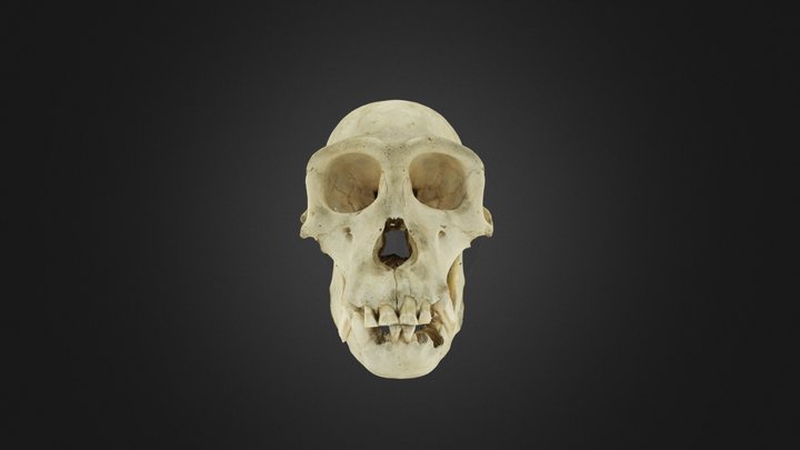 Chimpanzee skull 3D Model