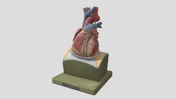 Schliwa_ Herz_ Modell 3D Model