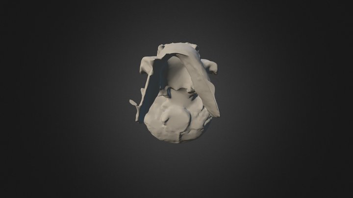 Homo georgicus 3D Model