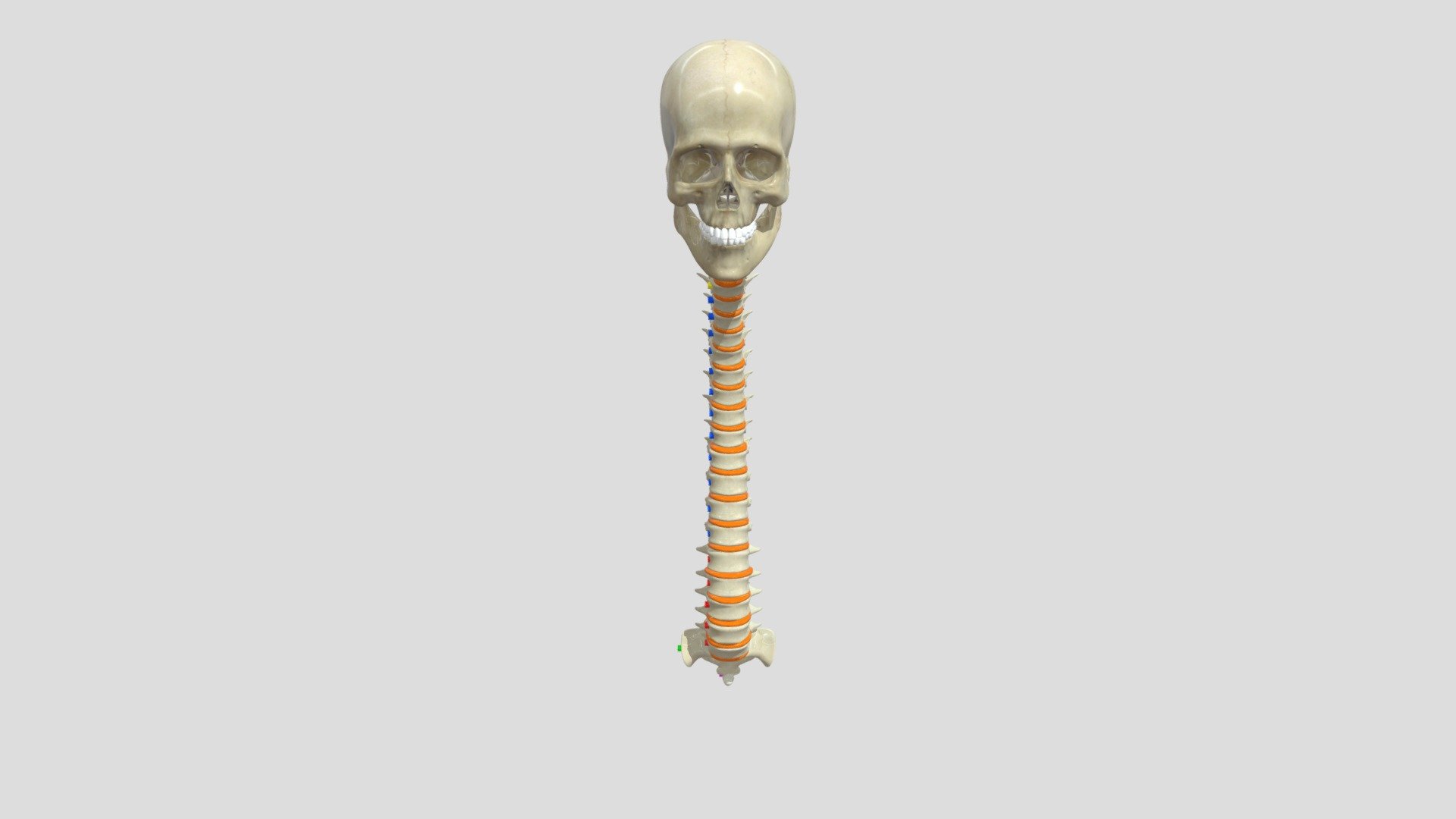 The Human Spinal Column 3d Model By Tenzer Technology Center At Depauw University