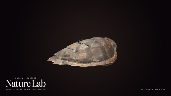 Hawksbill sea turtle shell