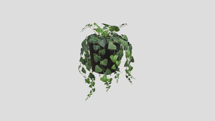 Hedera (Cây Thường Xuân) 3D Model