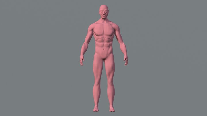 Modelo Anatómico 3D Model