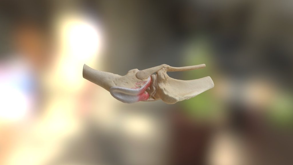 The model of the articulation of dog's bones