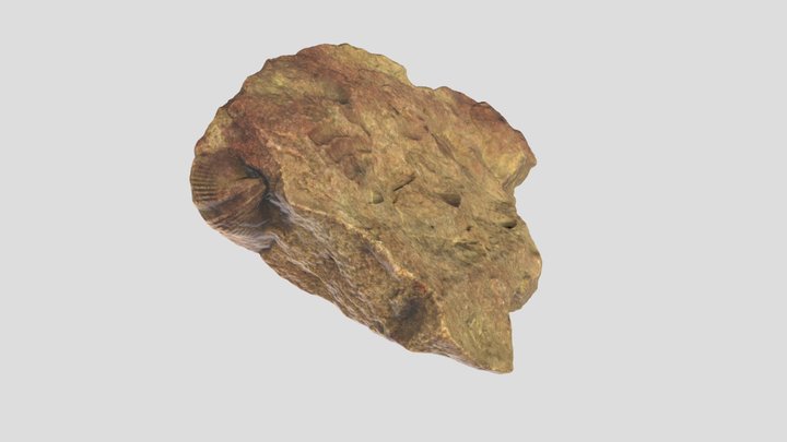 FCR with Fossils 3D Model