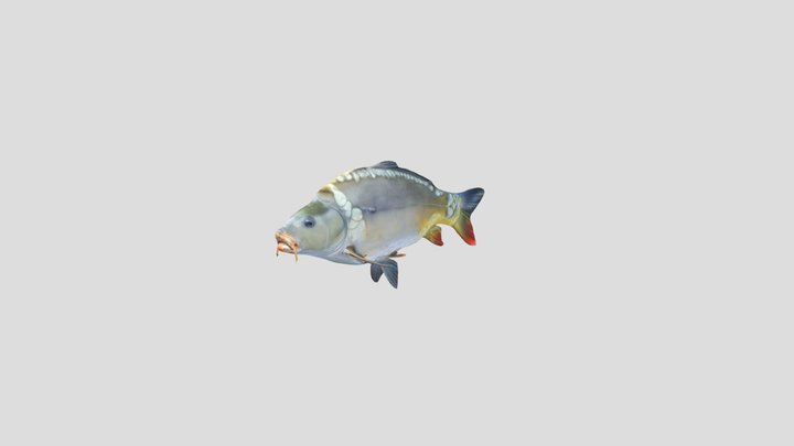 Mirror Carp (Cyprinus Carpio) – Modelo 3D gratuito STL