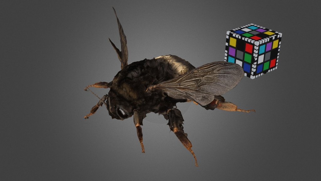 CC0 オオマルハナバチ？ 🐝 Bumblebee, Bombus hypocrita