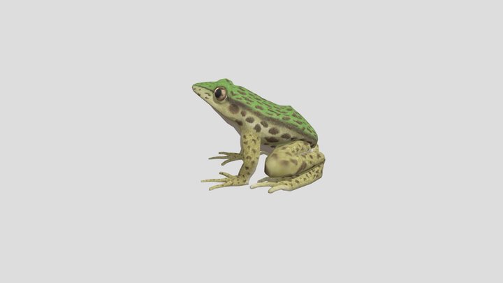 Odorrana swinhoana 3D Model