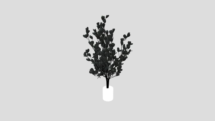 Indoor Plant Variation