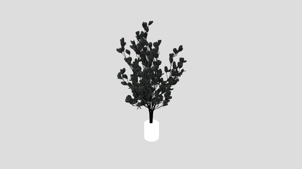 Indoor Plant Variation