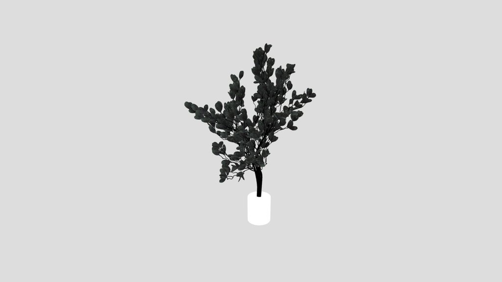 Indoor Plant Variation