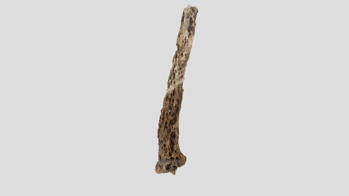 Rechter ulna mogelijk syfilis 3D Model