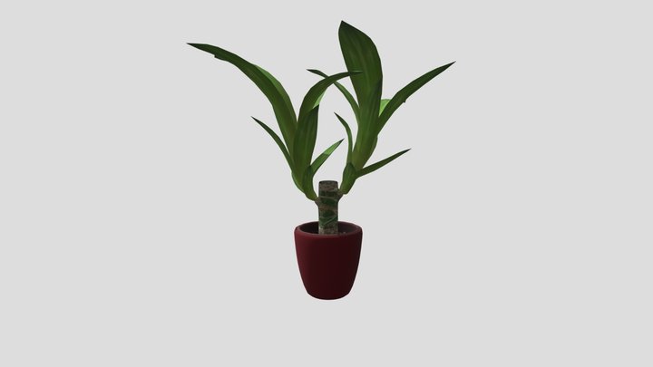 Indoor Plant 02 Fbx 3D Model