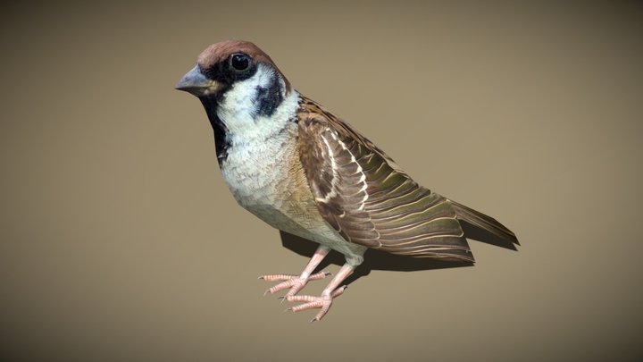 3DRT - birds and critters - sparrow 3D Model