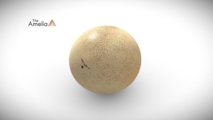 Ostrich Egg 3D Model