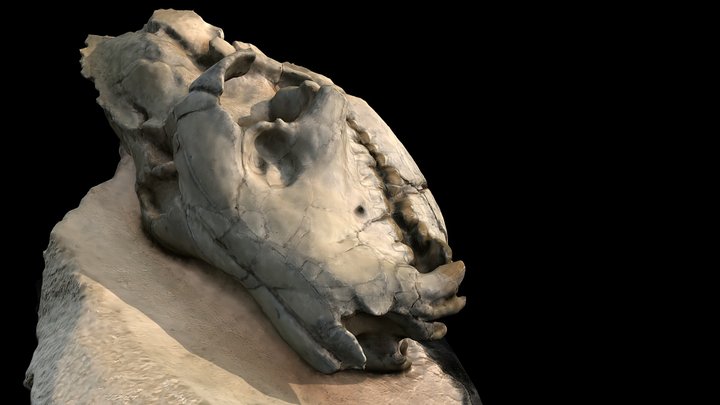 Merycoidodon culbertsoni Skull 3D Model