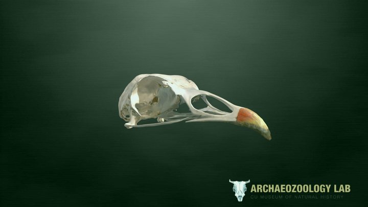 CUMNH Archaeozoology Collections - Turkey Skull 3D Model