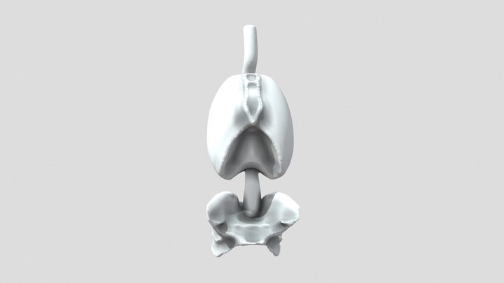 Pelvis, Spine, Rib Cage Assignment 3D Model