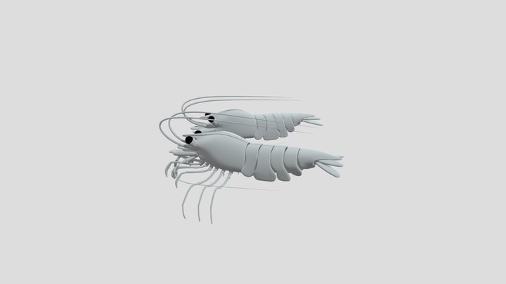 shrimp 3D Model