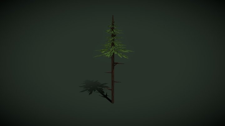 Tall Coniferous (Fir Variant) (Low Poly) 3D Model