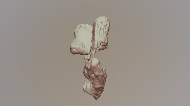 Prehallux "sixth toe" of an elephant 3D Model