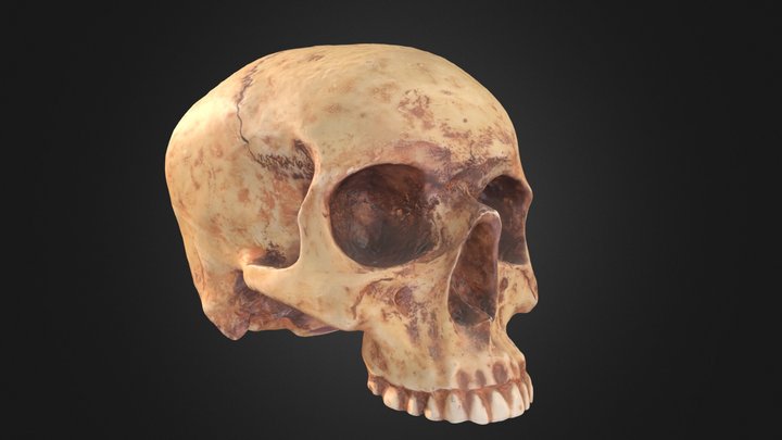 C1 3D Model