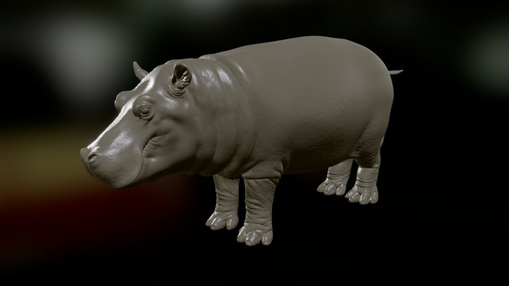 Hippo Test 3D Model