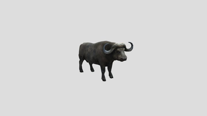 African buffalo With animation ! Modelo free – Gratis 3D-model STL