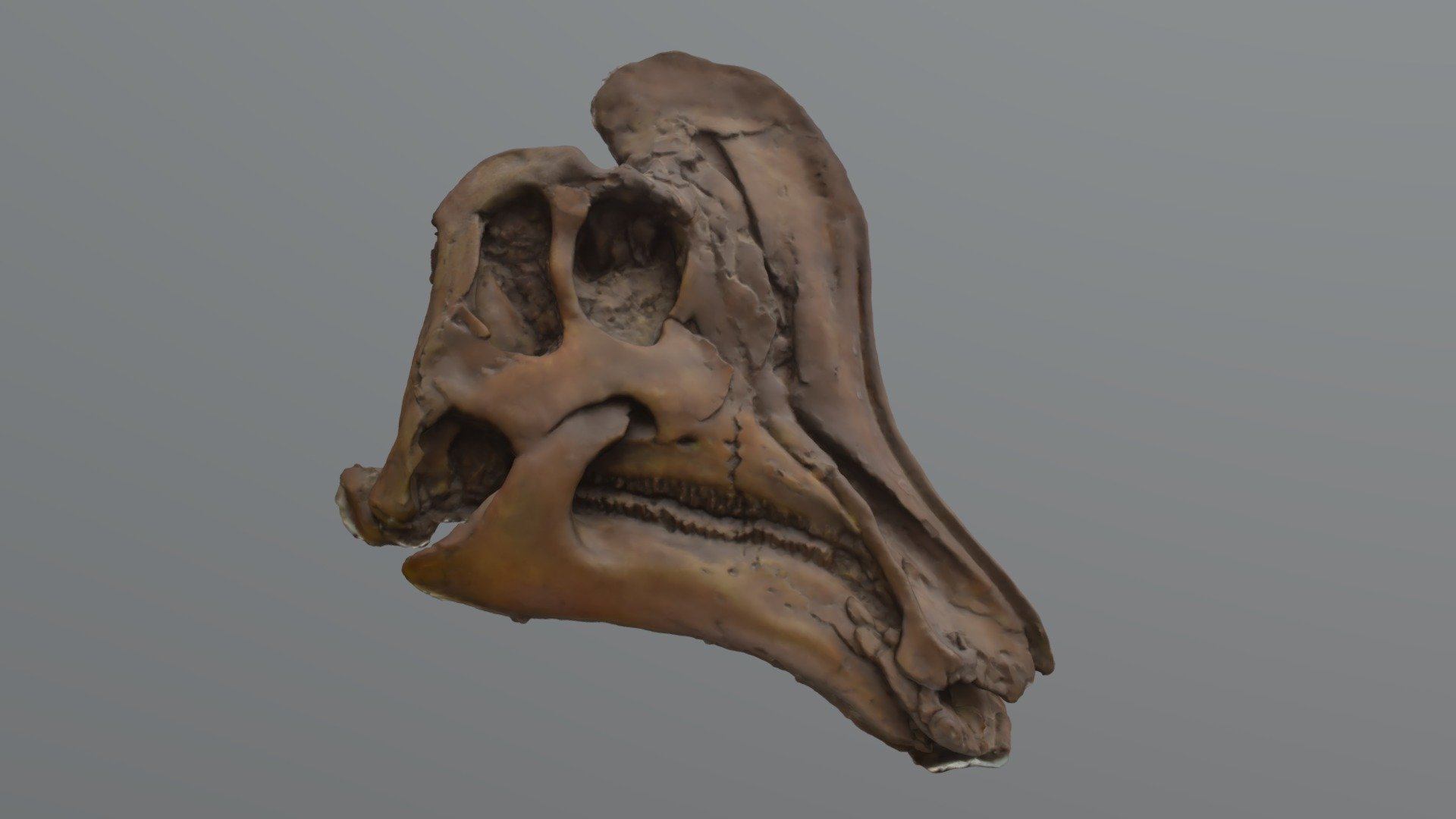 コリトサウルス 頭骨 - 3D model by Ibaraki_nature_museum [f982ae9] - Sketchfab