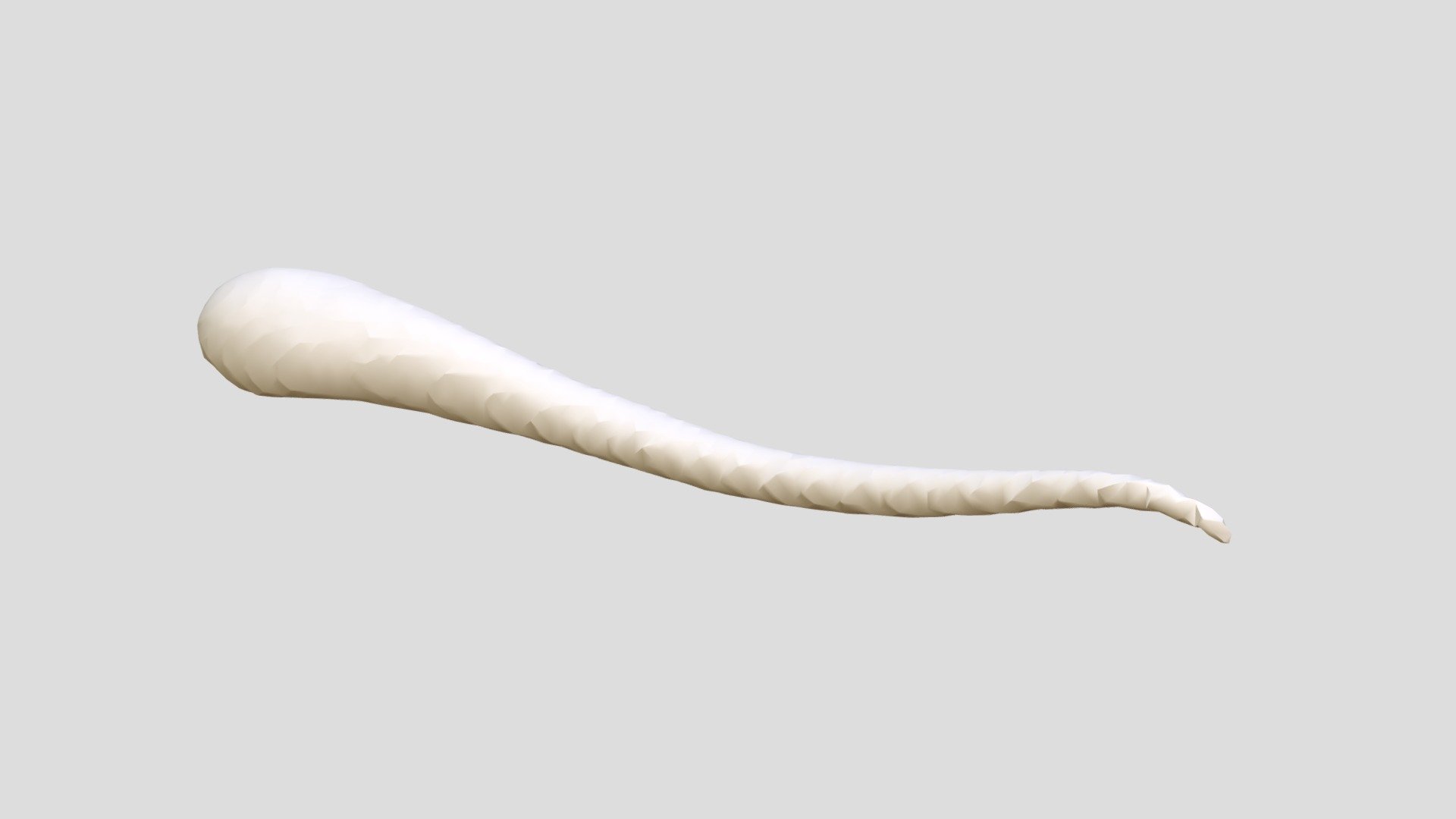 Perognathus flavescens - Baculum