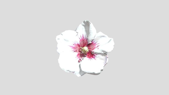 Fleur Althéa 3D Model