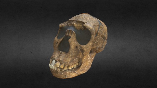 Skull C 3D Model