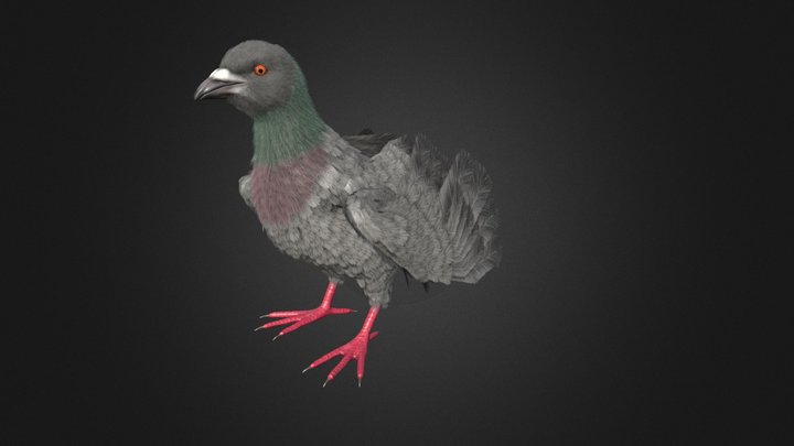 Pigeon 3D models - Sketchfab