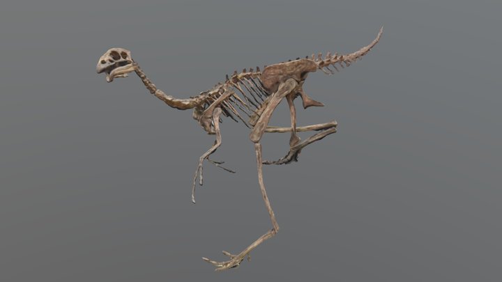 カウディプテリクス 3D Model