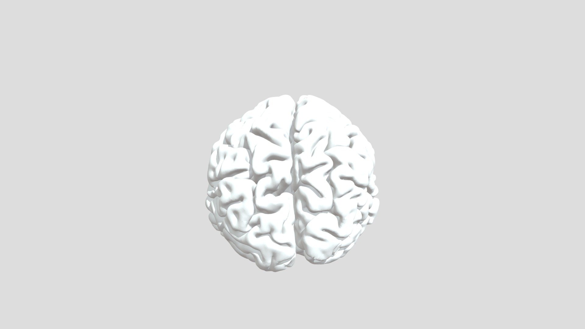 brain-1-no-cerebellum - 3D model by tlmcint2 [f98ffbe] - Sketchfab