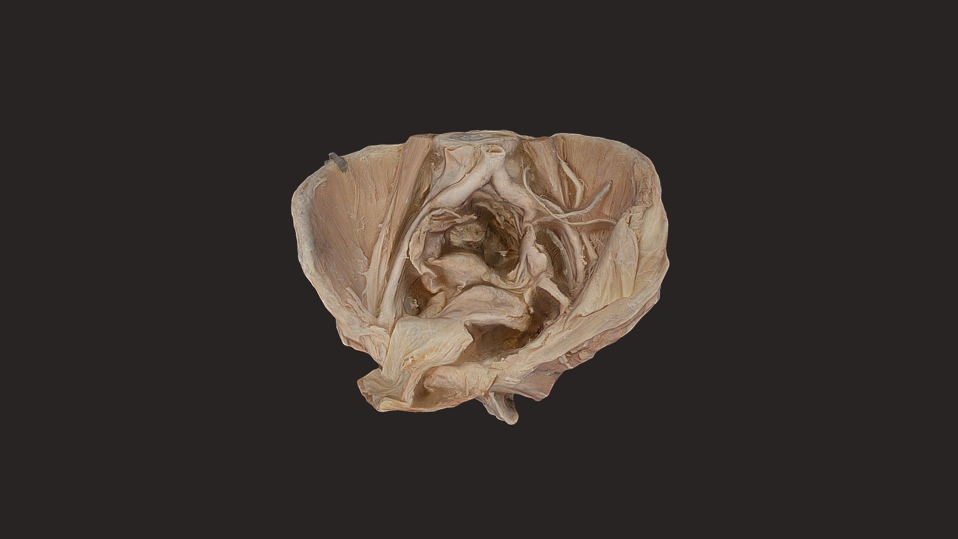 Pelvis High Dense Cloud Version — Sketchfab embed 3D viewer