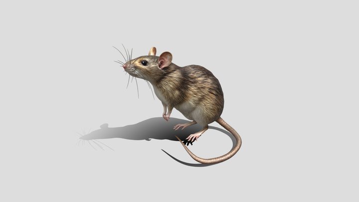 Standing Realistic Rat 3d model free