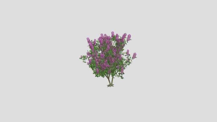 Lilac