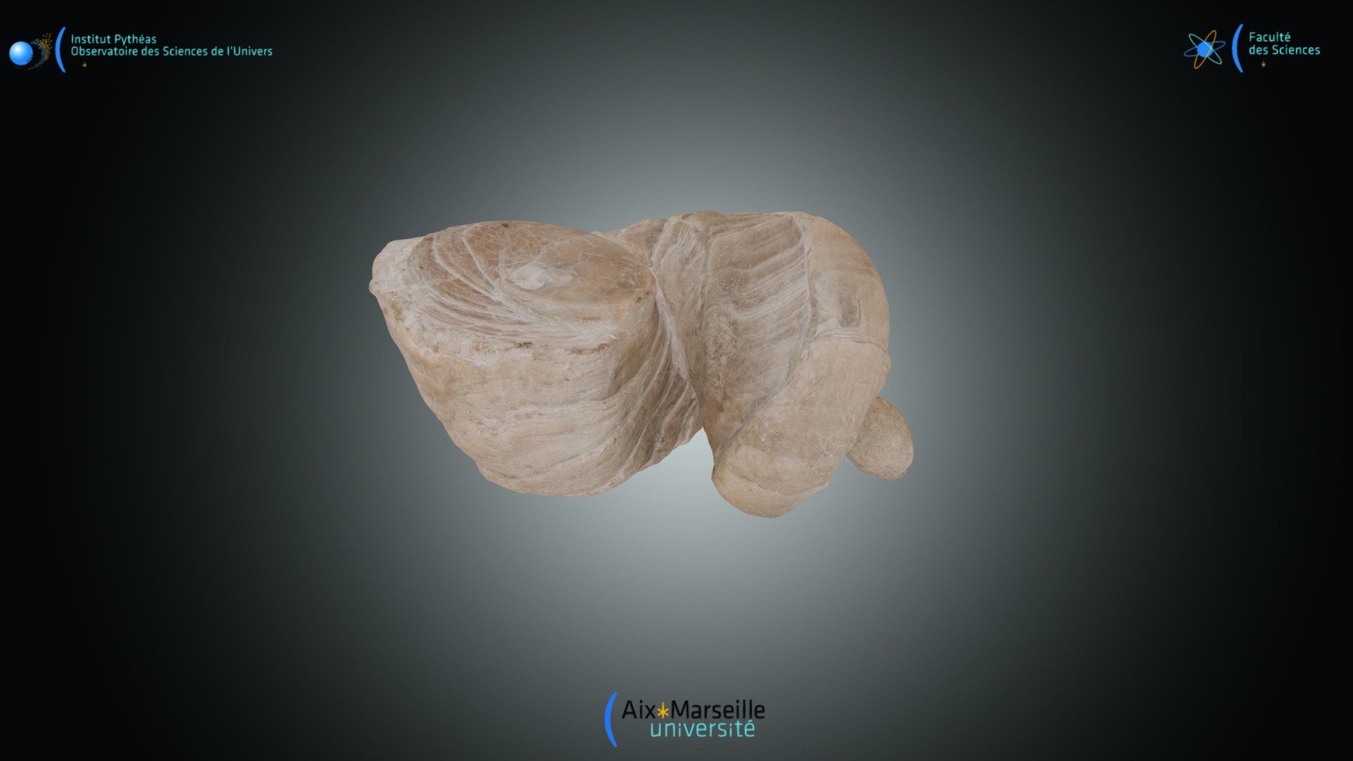 Bivalve - Requienia ammonia