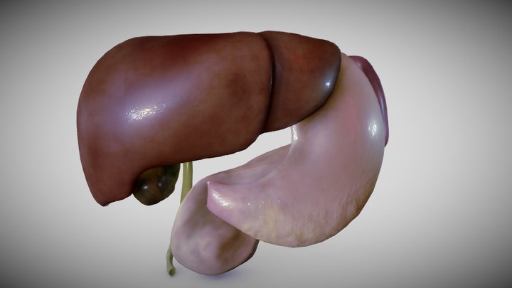adult liver, spleen, and pancreas 3D Model
