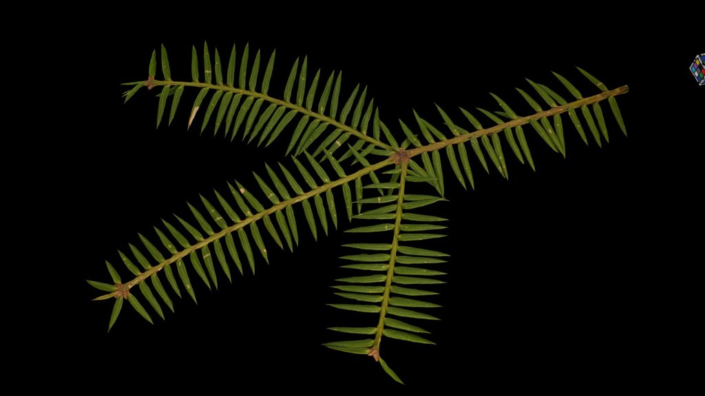 CC0 カヤ 🌲 Japanese Torreya, Torreya nucifera