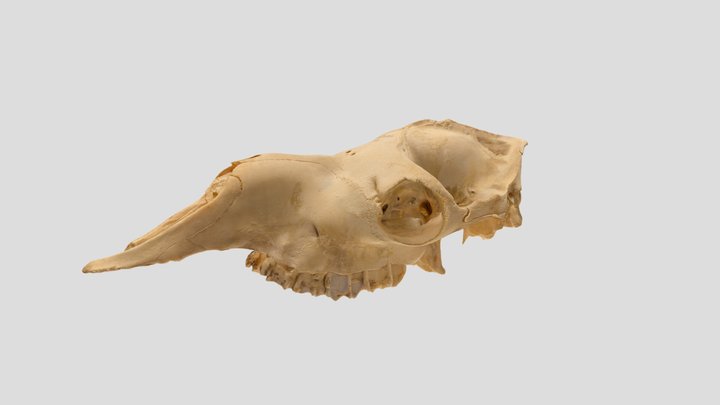 Juvenile Camel Cranium 3D Model