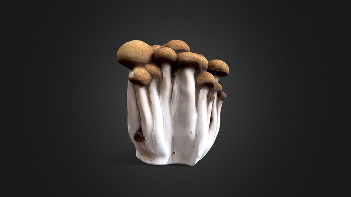 Brown Beech Mushroom 3D Model