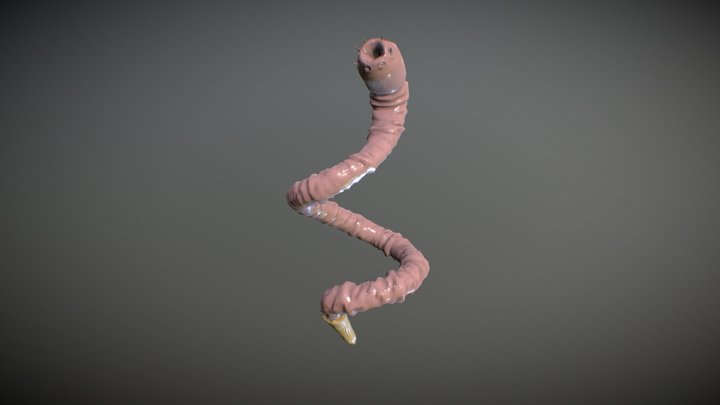 Worm L 3D Model