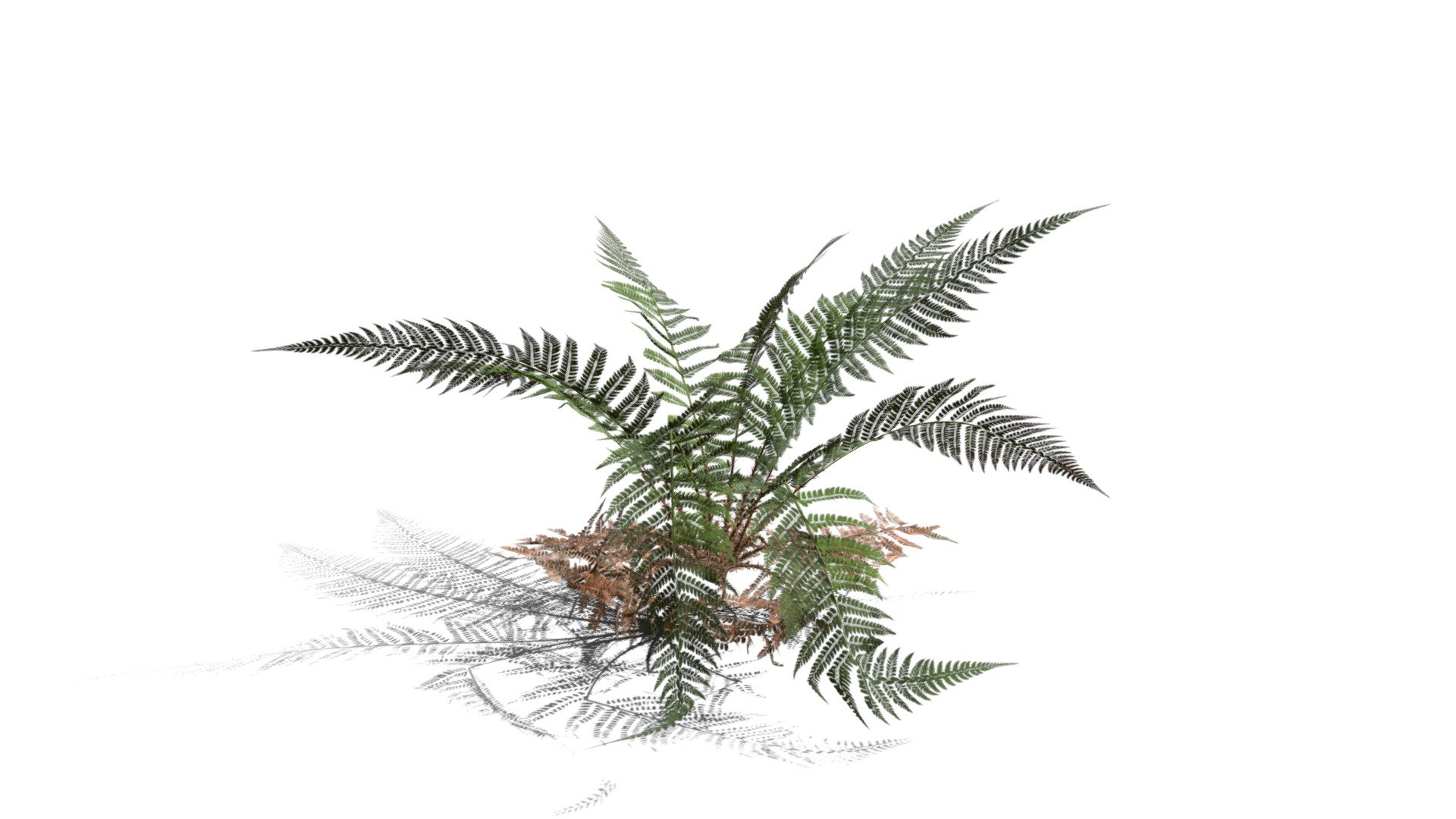 Realistic Hd Male Fern (11 50) - Buy Royalty Free 3d Model By 