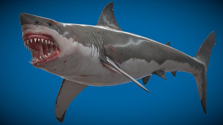 O.Dan's Great white shark – Modello 3D gratuito STL