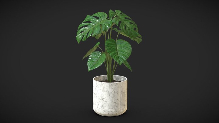Cheese Plant II 3D Model