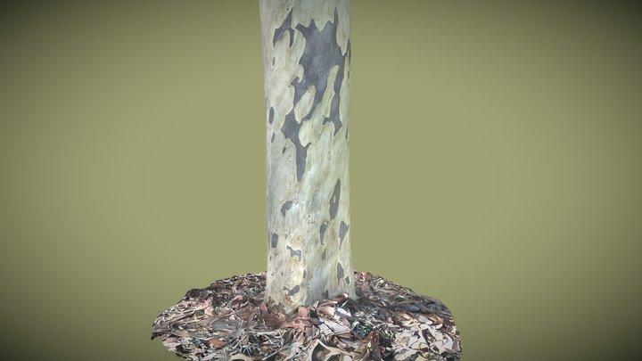 Spotted Gum Tree scan Trnio+ (beta) 3D Model