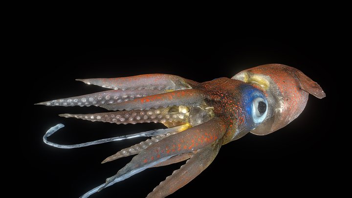 Blaschka squid - Rossia pacifica - swimming 3D Model
